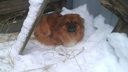 «Пёс от радости чуть куртку мне не разорвал!»: три пропавшие в Новый год собаки нашли своих хозяев