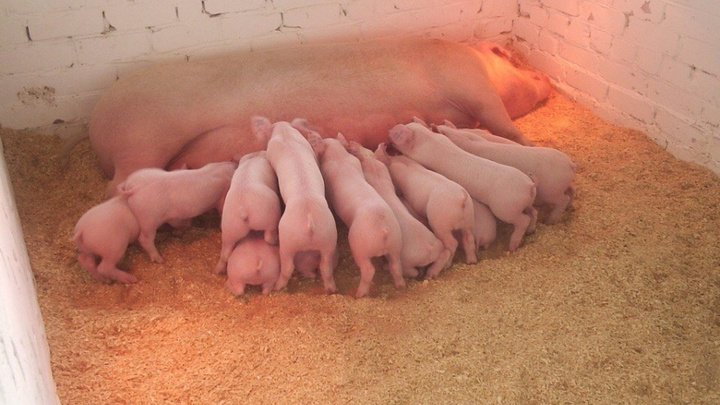 В Перми уничтожили свинину, зараженную африканской чумой. Её изъяли из продуктовых магазинов