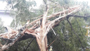 «Будто бомба взорвалась!»: самарец снял на видео раскуроченное молнией дерево
