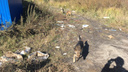 В Кургане выпустили на свободу первых чипированных бездомных собак