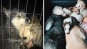 Две сибирячки спасли от отлова пару влюблённых собак и пятерых щенков