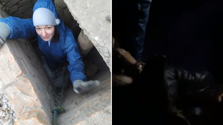 Волонтеры спустились в шахту теплотрассы для спасения заблокированных щенков