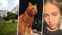 «Сдохни в мучениях!»: блогер по ошибке обвинил сибирячку в убийстве кота. Ей угрожают тысячи людей