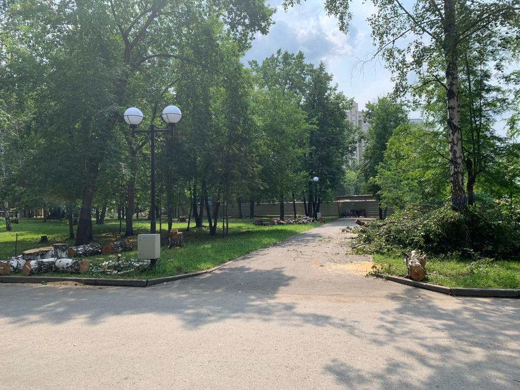 Очевидец предполагает, что берёзы были молодыми Очевидец предполагает, что берёзы были молодыми