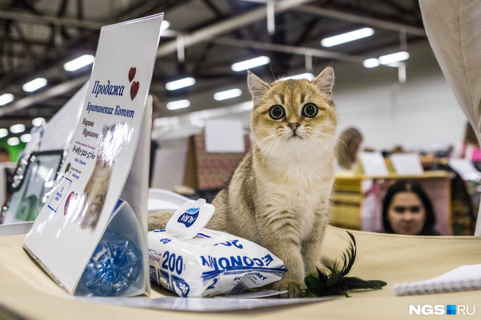 Всемирная выставка пушистых кошек. Конкурс кошек на мировой выставке. Участники международной выставки кошек в Новосибирске 2020. Конкурс кошек на мировой выставке зарегистрироваться.