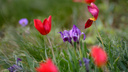 Тюльпаны и ирисы: фоторепортаж с экофестиваля «Воспетая степь» в Ростовской области
