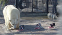 Медведям зоопарка в Красноярске доверили предсказать выборы президента на Украине. Мнения разошлись