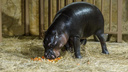 Милота зашкаливает: в Ростовский зоопарк привезли карликового бегемота из Дании