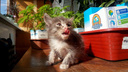 Новосибирцы забрали из службы по отлову животных милых котят, из-за которых эвакуировали электричку