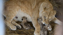 «Стала "я же мать"»: челябинская львица Лола обзавелась потомством в крымском зоопарке
