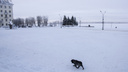 Хоть снежком покати: что было в Архангельске, который закрыли для антимусорных протестов