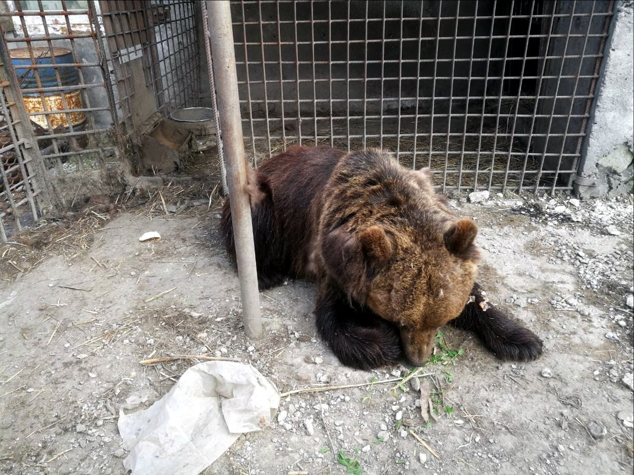 Омич долгое время пытался пристроить медведя, но в результате Маша осталась жить на его ферме