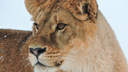 Новая любовь Яроса: в Ярославском зоопарке образовалась полноценная львиная семья