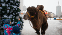 «Люся думает, что она лошадка»: как живет единственная верблюдица в Архангельске