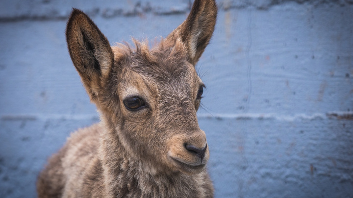 В зоопарке посетители до смерти закормили 10-месячного козлёнка