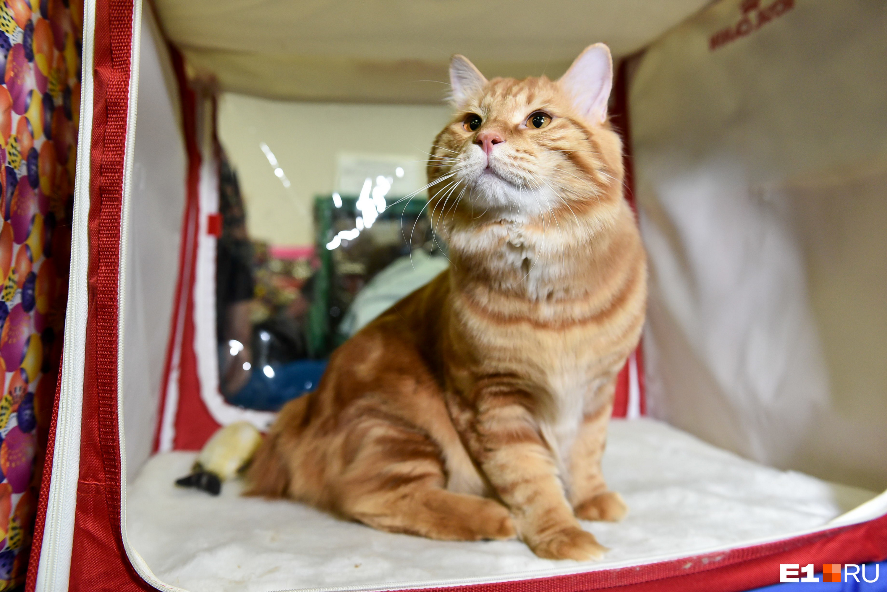 Выставочные кошки. Выставка кошек пассаж. Выставка кошек пассаж. План выставки кошек. Когда в сызрани выставка кошек тц пассаж.