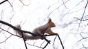 Милые белки ищут орехи и ждут лакомства от прохожих: ростовские пушистики — в фоторепортаже 161.RU