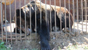 «По Мише уже скучаю, но там ему хорошо»: медведя, жившего возле трассы в Прикамье, увезли в приют