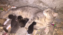 Видео: новосибирец спас из-под земли кошку с пятью крохотными котятами