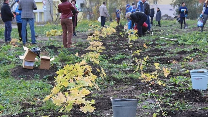 «Это очень нужно городу»: челябинские дворы засадят канадскими клёнами