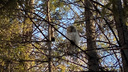 Вылитая Букля: в студгородок НГТУ прилетела сова — в городе птица ищет еду