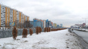 Высохшие туи на Московском шоссе заменят другими деревьями