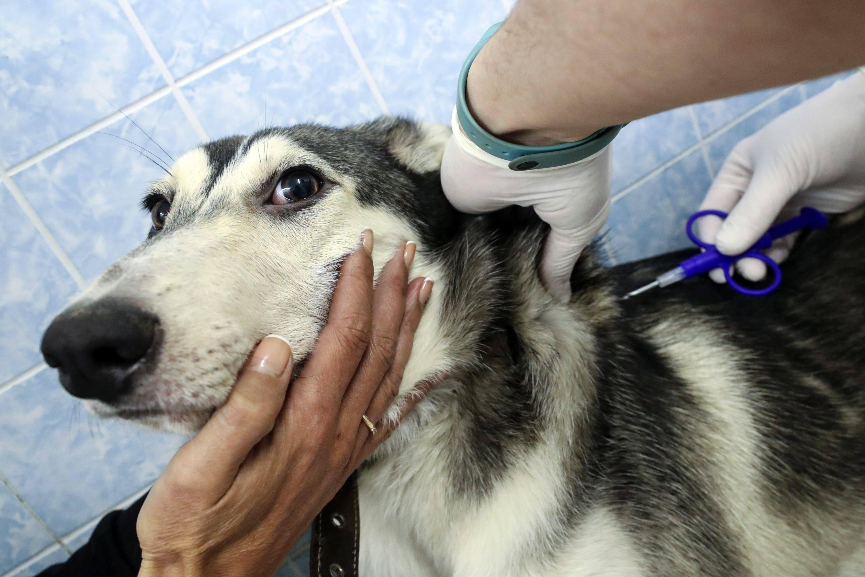Чипирование собаки в московском ветеринарном центре