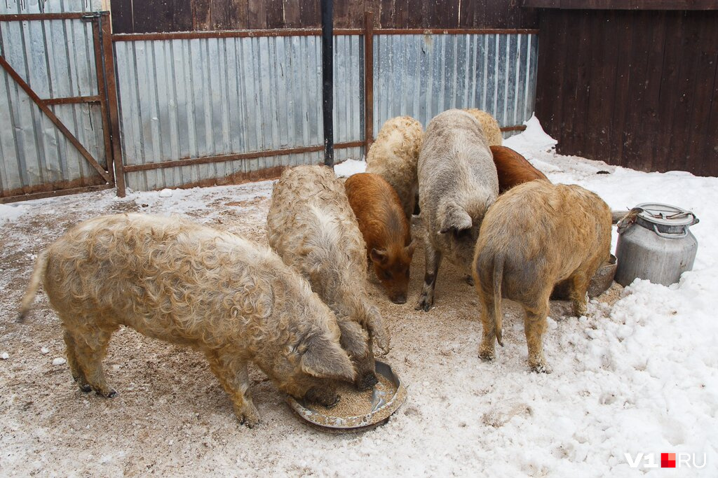 У свинокомплекса оказались влиятельные защитники в Волгоградском регионе 