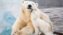 Белой медведице Герде — 10 лет: публикуем 5 лучших фото любимой новосибирцами именинницы