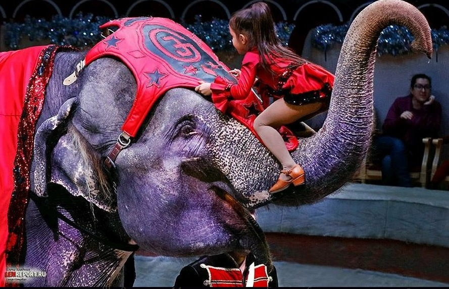 Слоны и предел человеческой мудрости