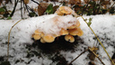 Несут целыми ведрами: в ярославских лесах в декабре пошли грибы
