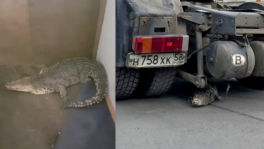 Крокодил паркуется в Новосибирске