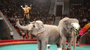В Госдуме порекомендовали Голубеву запретить цирк с животными