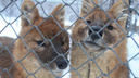 Красный волк из Новосибирского зоопарка улетел жить в Японию
