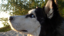 Догхантер с коляской: в лесу Академгородка охотятся на собак