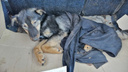 Жителя Ростовской области наказали за избиение щенка
