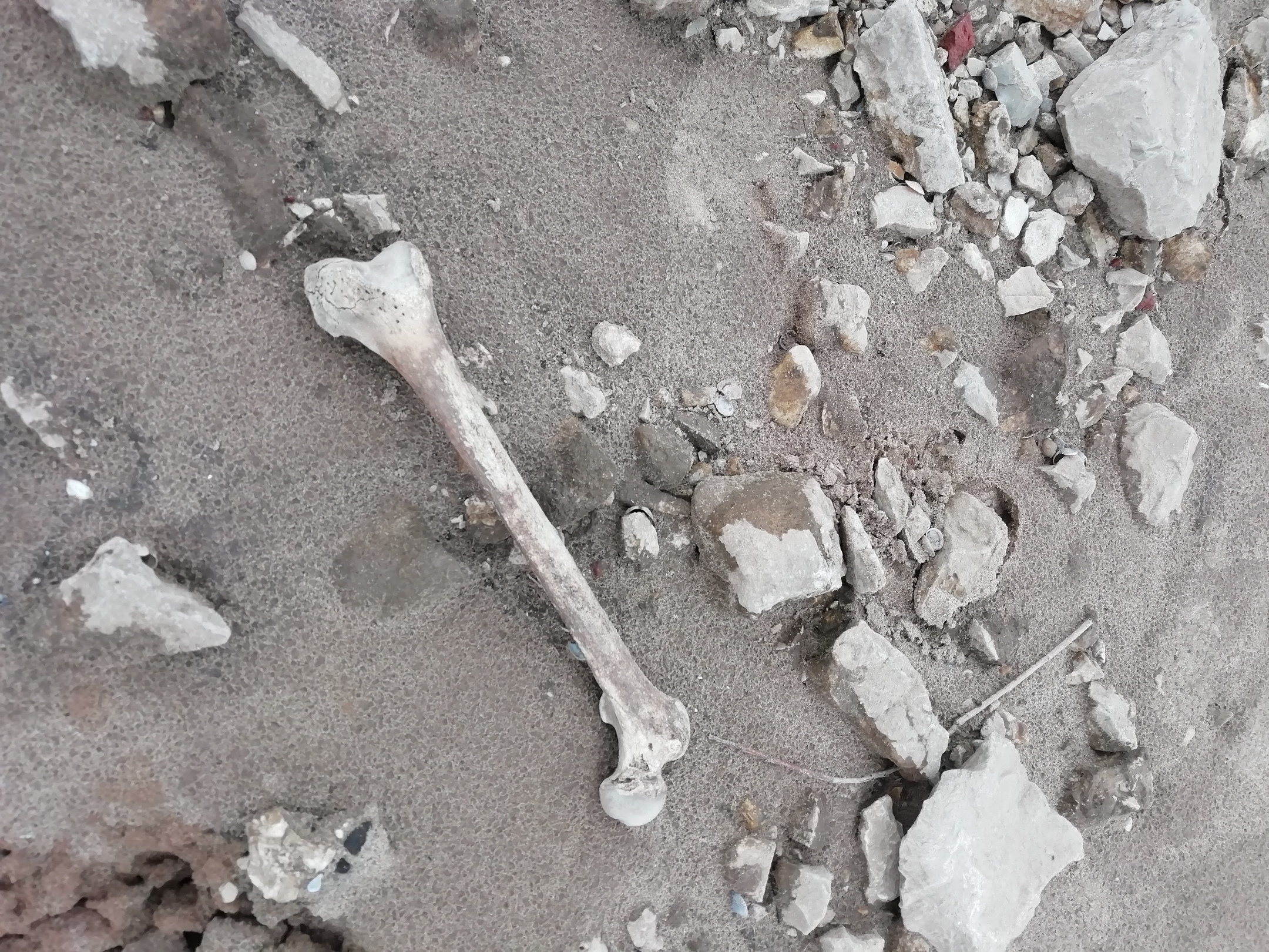 Жители автограда утверждают, что и раньше находили кости и даже черепа на волжском берегу