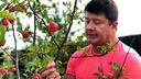 «Яблочки для вкусного компота»: мэр Ярославля похвастался своим дачным урожаем
