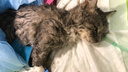 Новосибирские ветеринары вывели из комы замёрзшую кошку Мурку