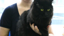 «Животных пытают»: новосибирцев просят не отдавать новым хозяевам чёрных котов перед Хеллоуином
