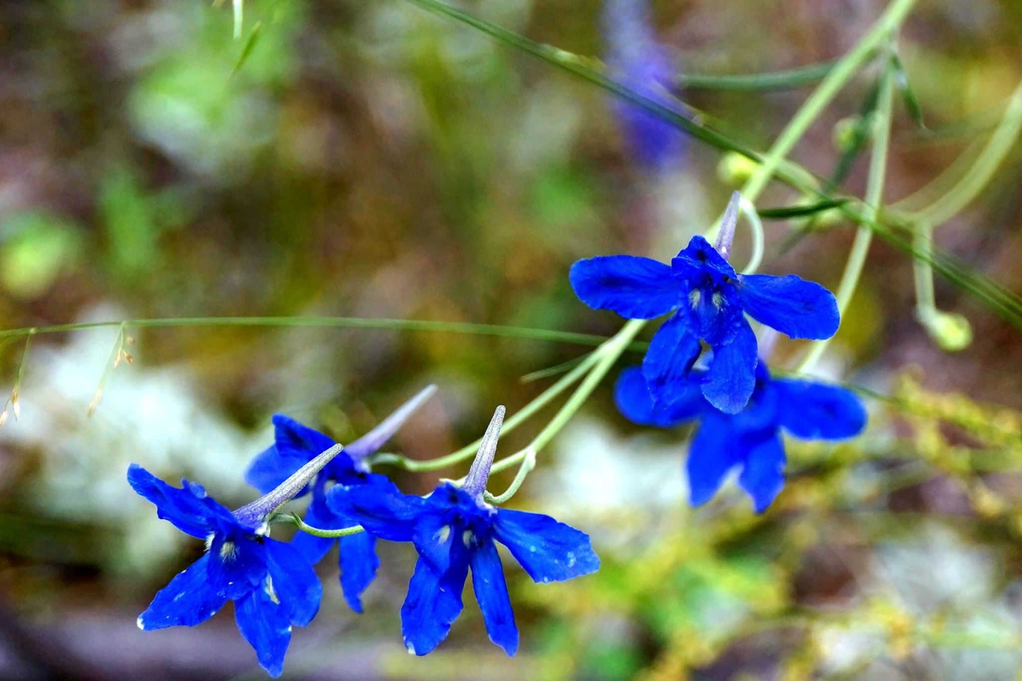 Трава с голубыми цветами на ш. Синий ядовитый цветок. Голубые ядовитые цветы. Синие цветы идоуитый. Цветы с ядовитыми лепестками.