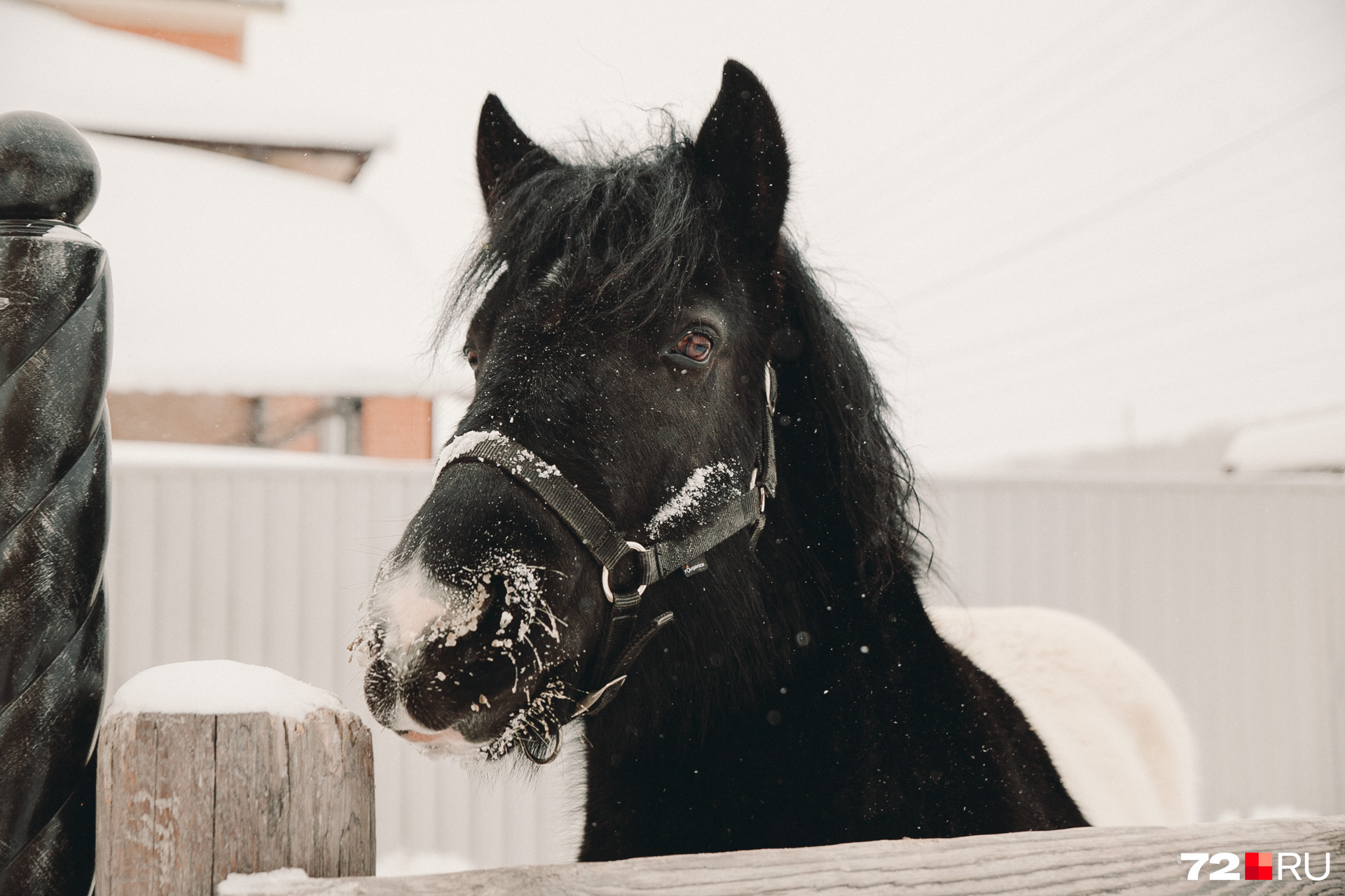 На фоне белого снега чёрная мордочка лошади смотрится весьма эффектно 
