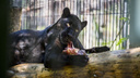 Видео: самку чёрного ягуара заставили добывать мясо в зоопарке