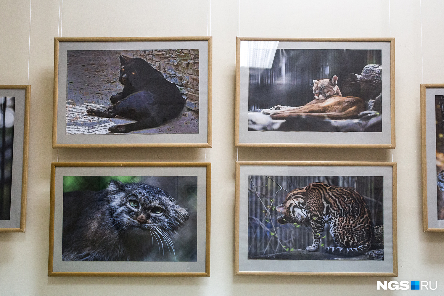 Все кошки живут в Новосибирском зоопарке