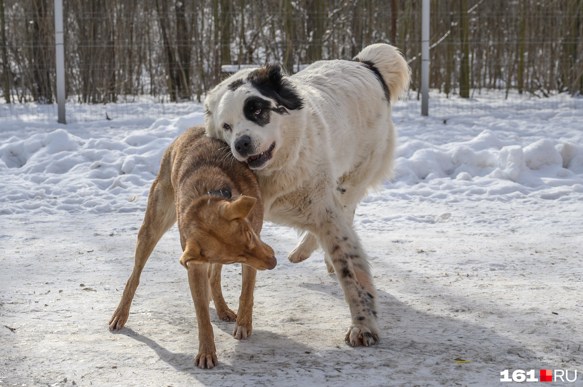 Алабай Белка любит затевать игры с другими собаками и часто одерживает победу. Кусь!