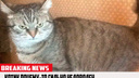 Молчание котят: депутаты решили запретить лаять и мяукать по ночам
