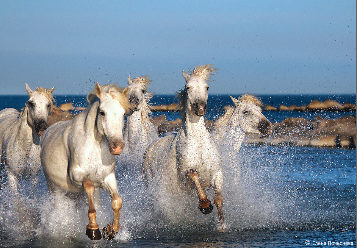 Лошади в Национальном парке Камарг. Фото Елены Почеснёвой