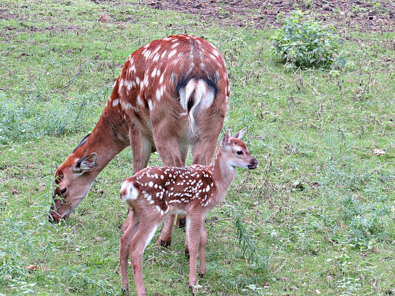 северный олень роев ручей. олень в зоопарке. пятнистый олень в зоопарке. барнаульский зоопарк олень. пятнистый олень в зоопарке.