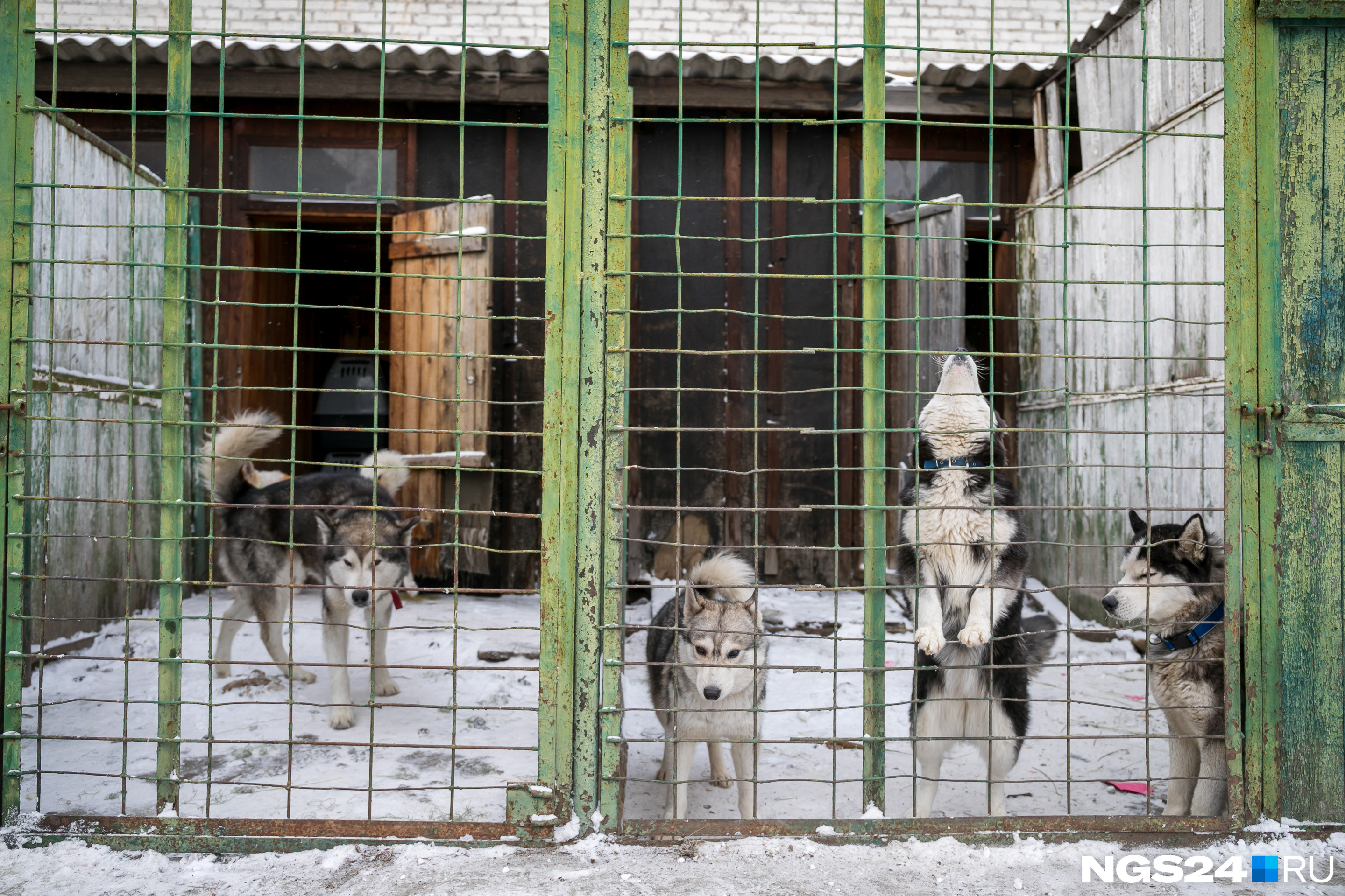 Фото, наглядно демонстрирующее, какой разный характер у этих собак Фото, наглядно демонстрирующее, какой разный характер у этих собак