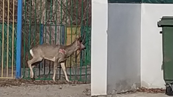 На улицы Красноярска выбежал раненый олененок. Его смогли спасти